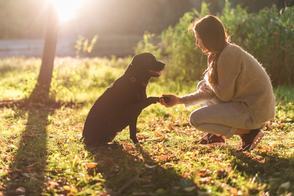 Mulher segurando a pata de um cachorro em um campo verde com sol ao fundo