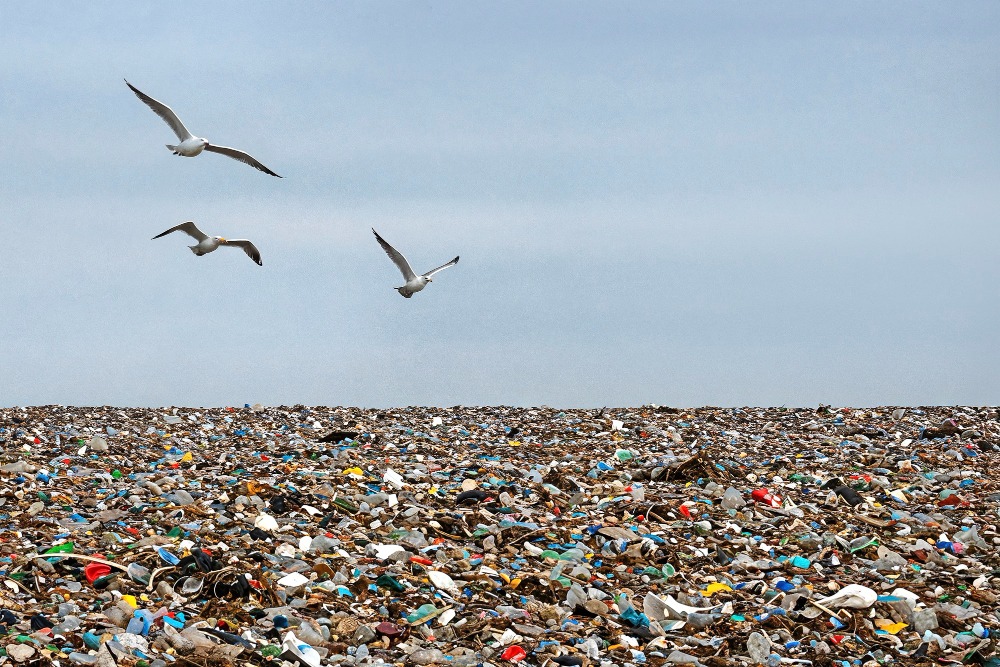 Chão coberto de plástico e três pássaros voando por cima